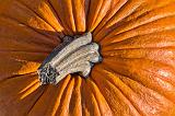 Pumpkin Stem_29849-51